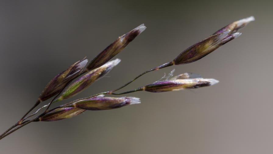 Deschampsia cespitosa ? s